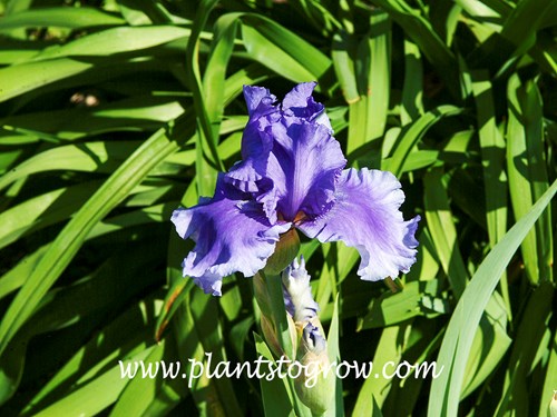 'Honky Tonk Blues' Tall Bearded Iris